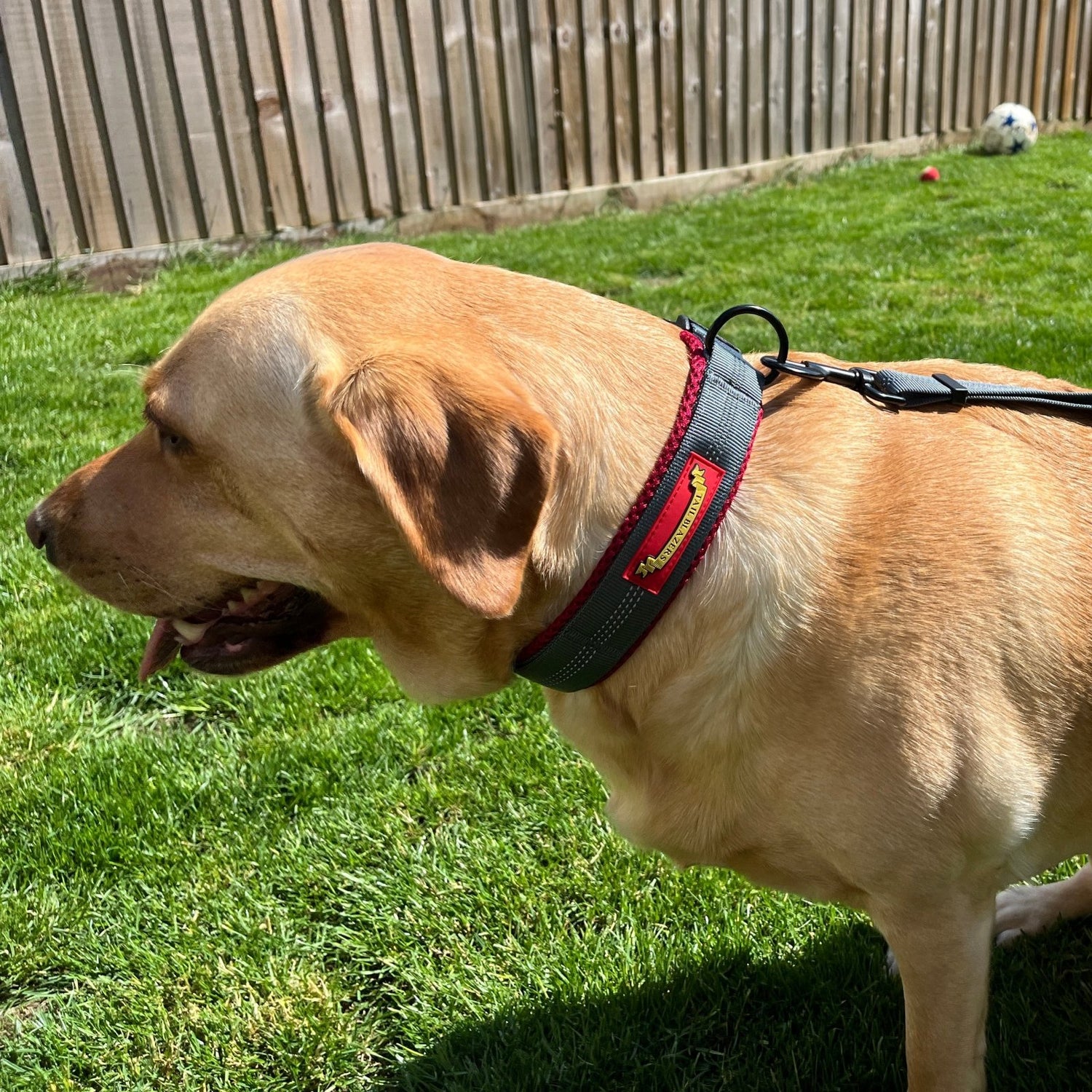 A golden Labrador is wearing a padded dog collar in grey and red colour in the garden