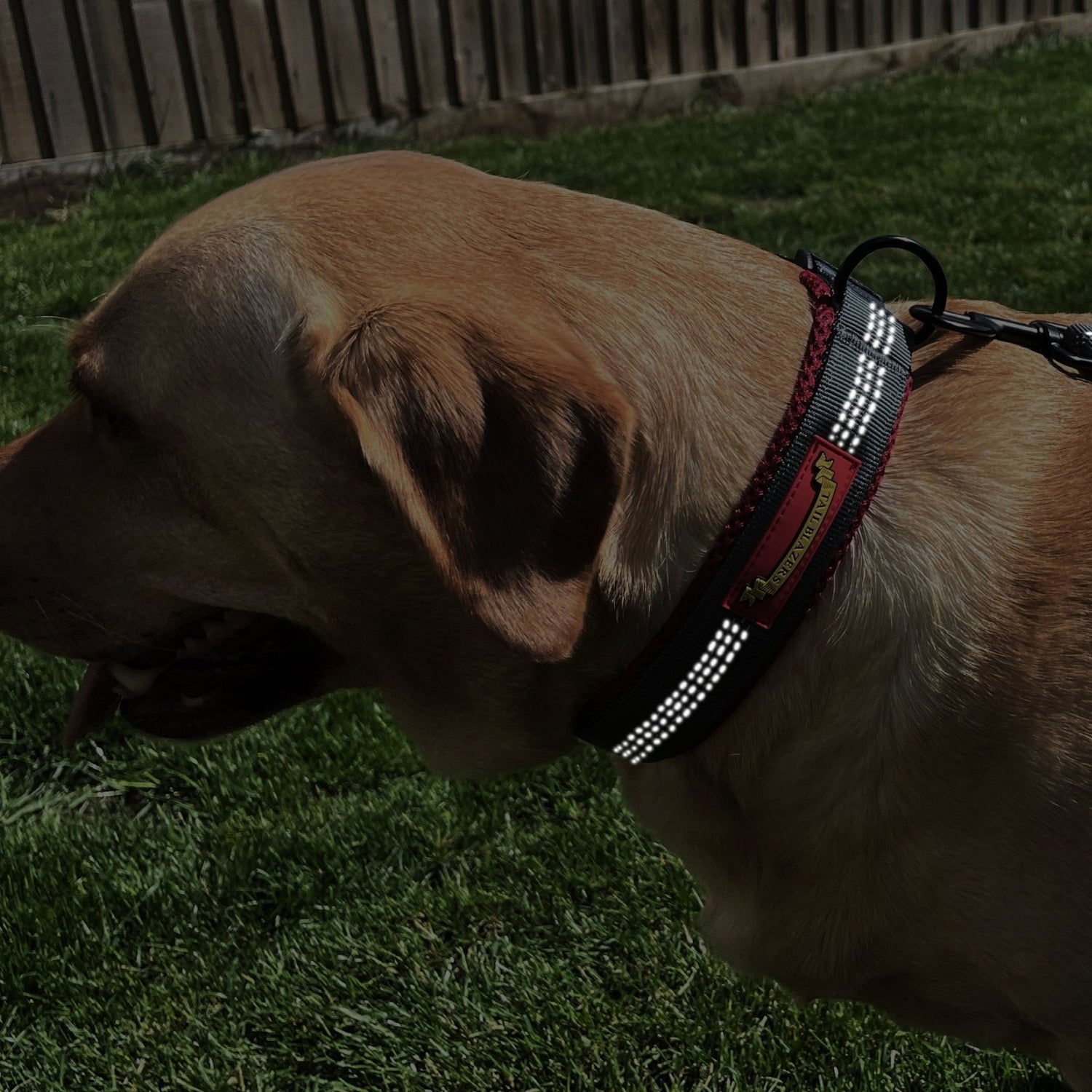 A Labrador Retriever is wearing a reflective dog collar in the dark in the garden