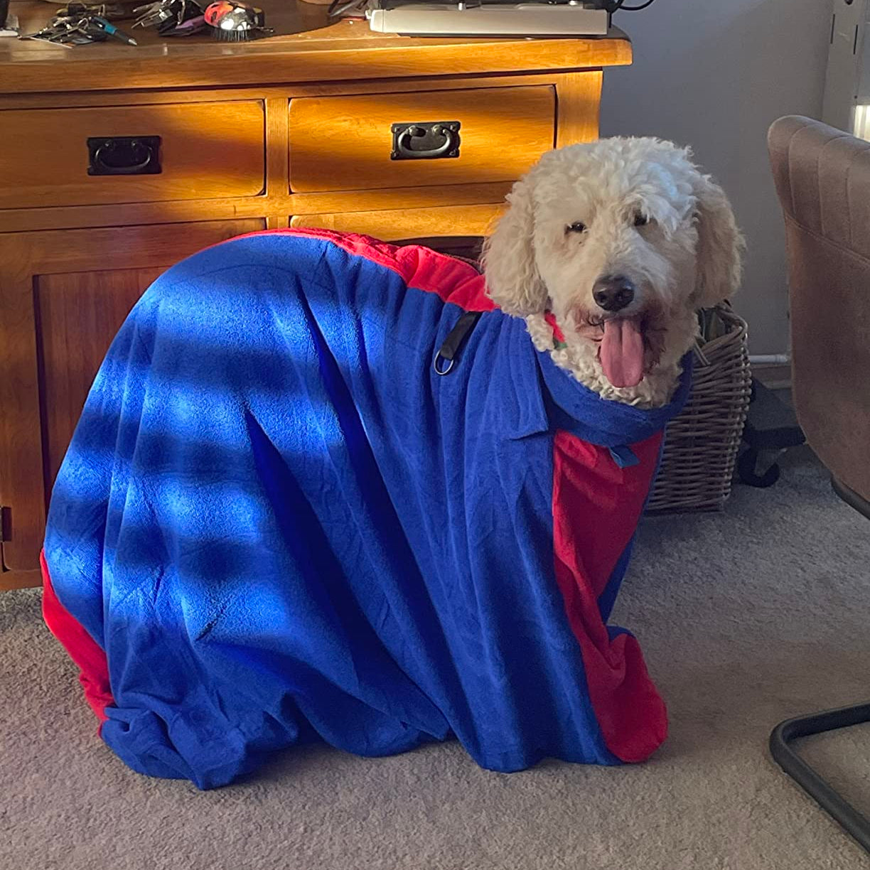 A golden standard poodle is standing inside the blue microfibre towel bag, in the house with cupboard behind