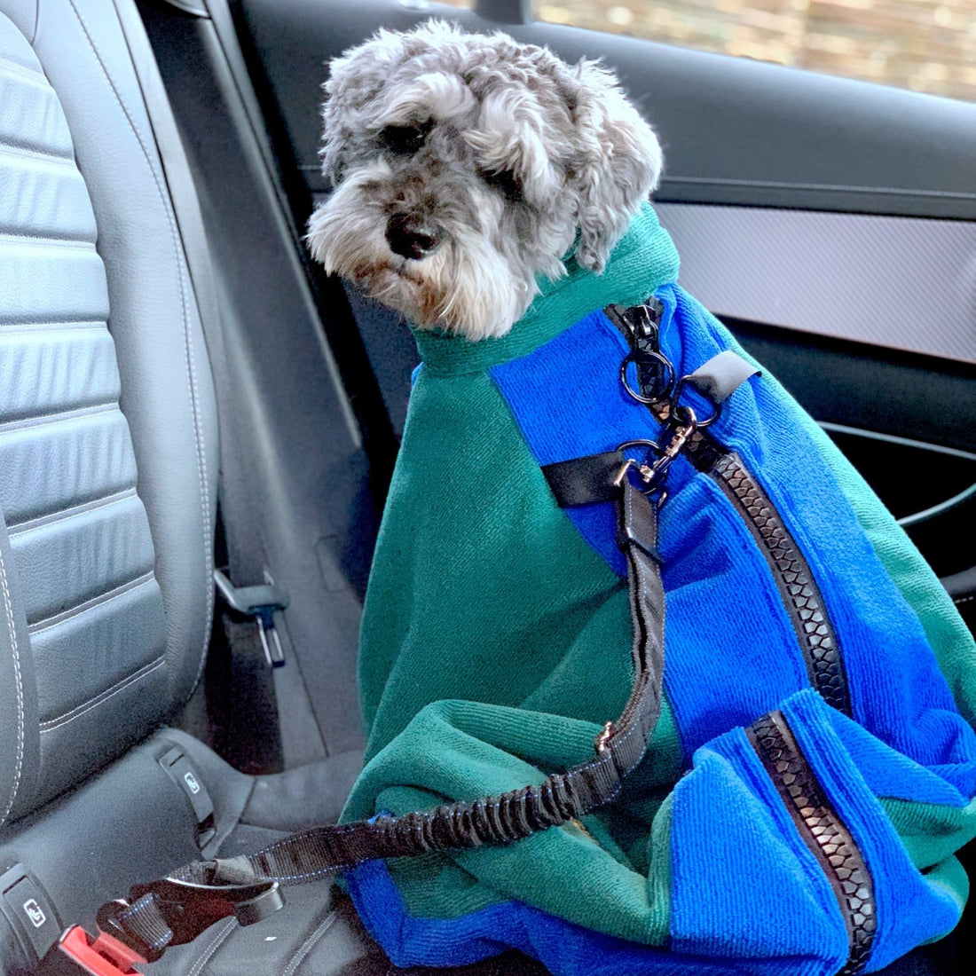 A schnauzer dog is sitting inside a green drying bag on car, the safety seat belt is clip onto the metal D rings on the bag