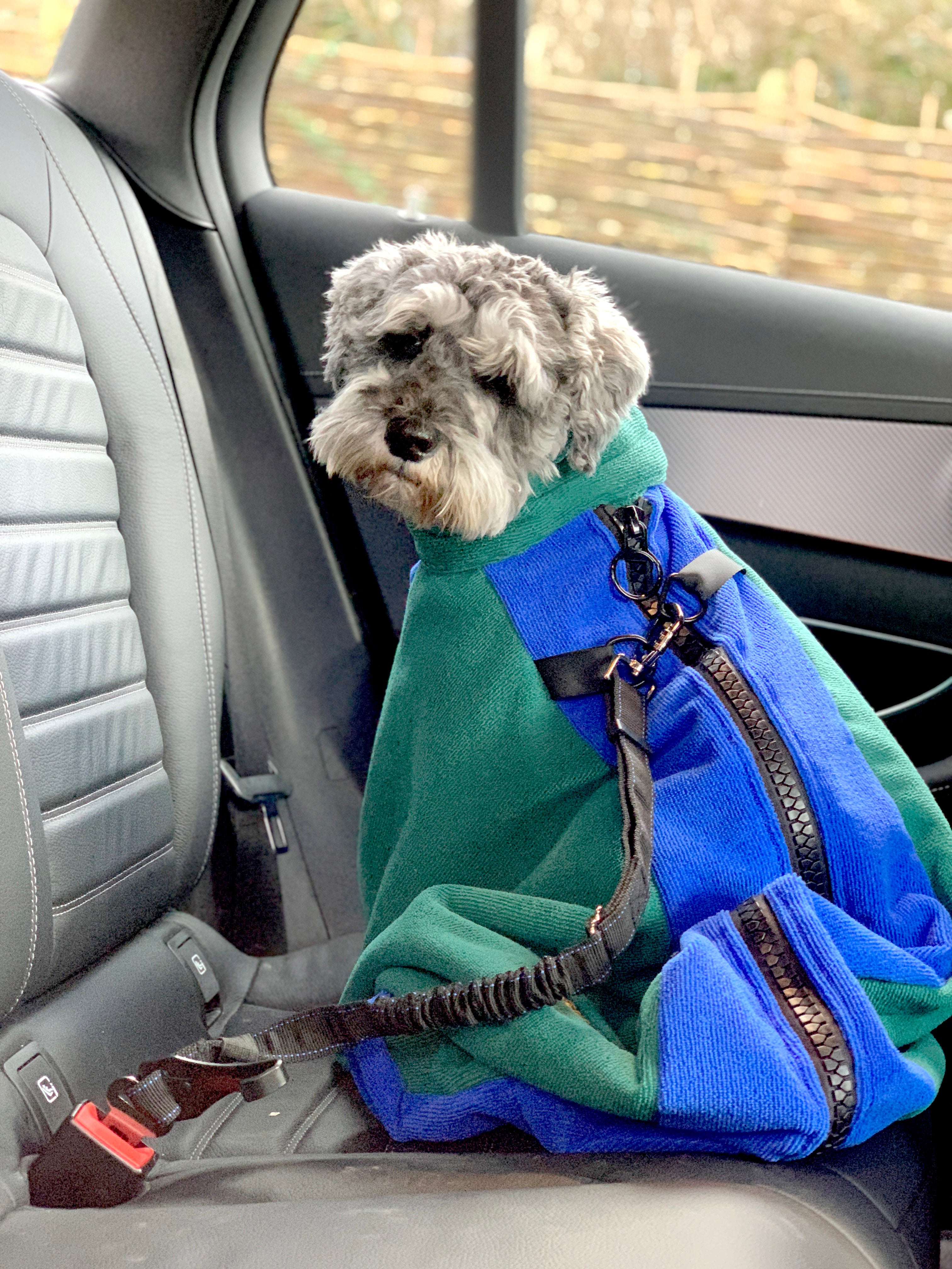 A Schnauzer in the dog drying bag sitting on car, the car seat belt holding the two metal D rings