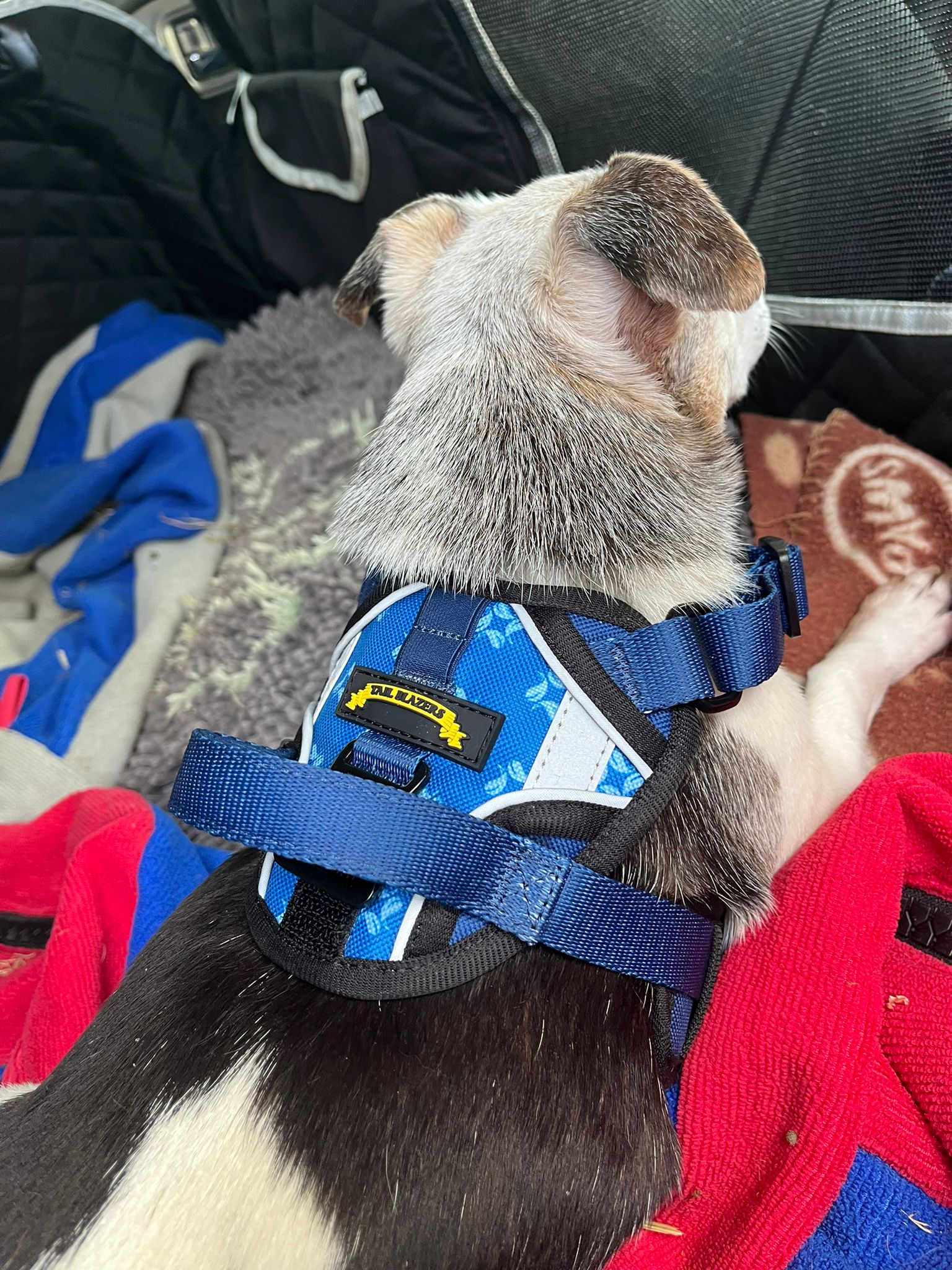 Dog harness small dog