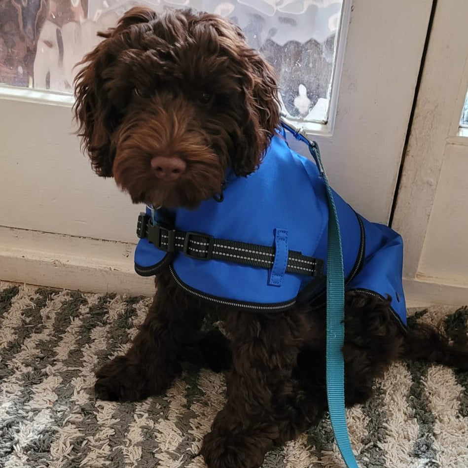 A chocolate Cockapoo wearing a blue waterproof jacket, sitting in front of the door inside on the carpet 