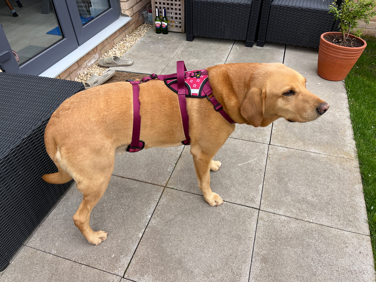 Add-On No Escape Secure Anti-Escape Dog Harness with Handle