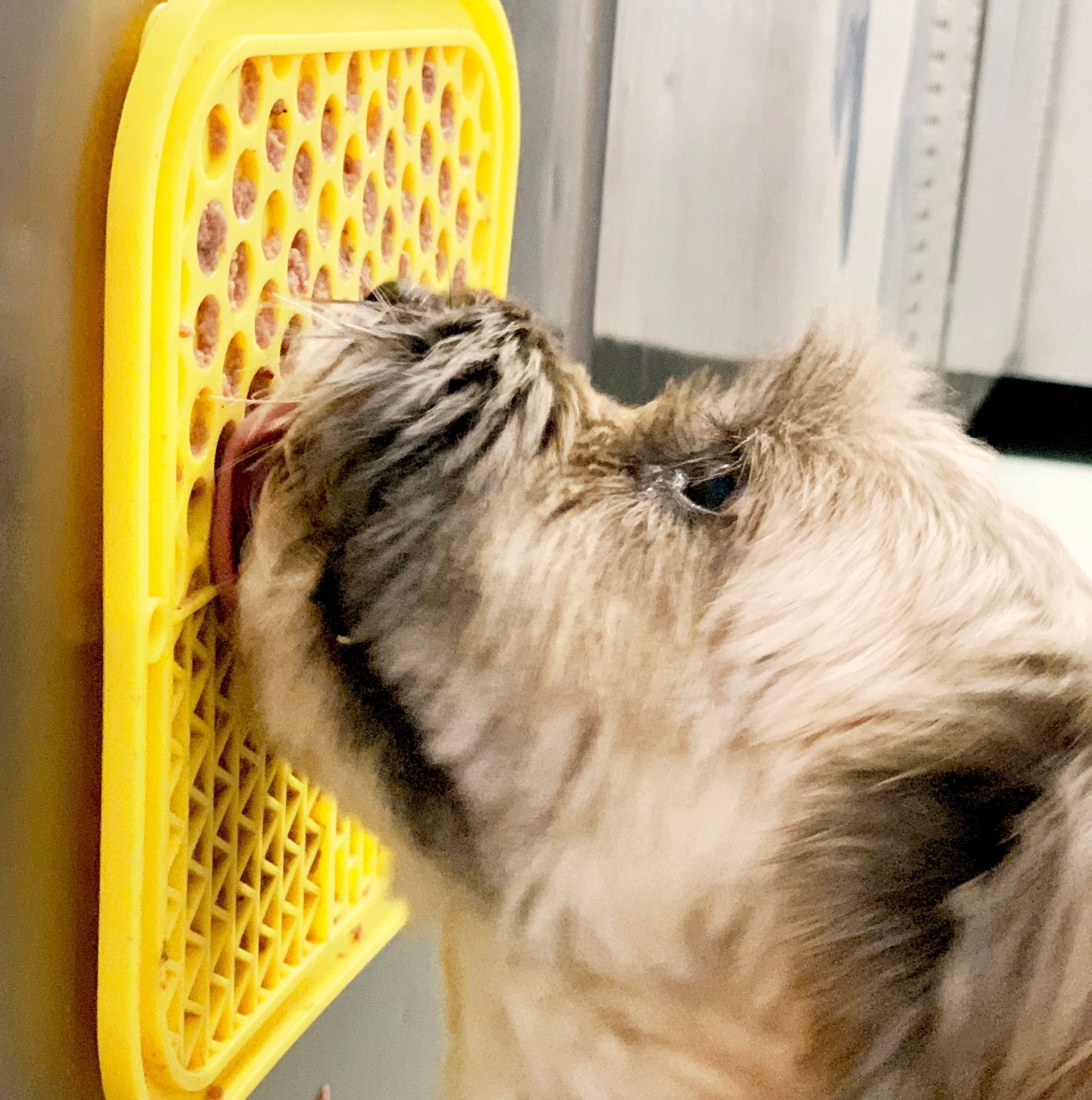 A dog is licking a silicon food mat sticking on wall