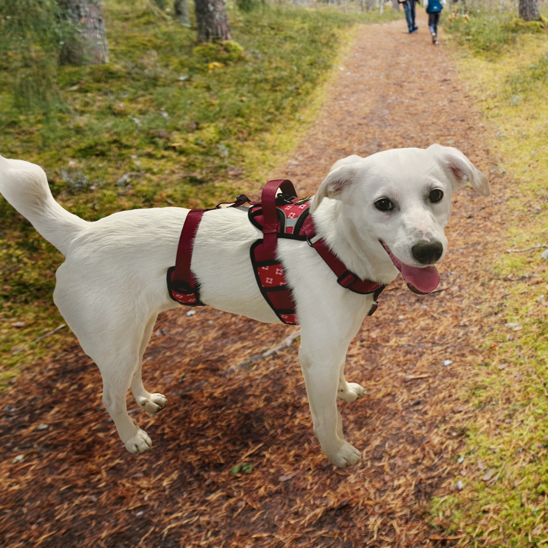 Medium dog harness no pull escape proof
