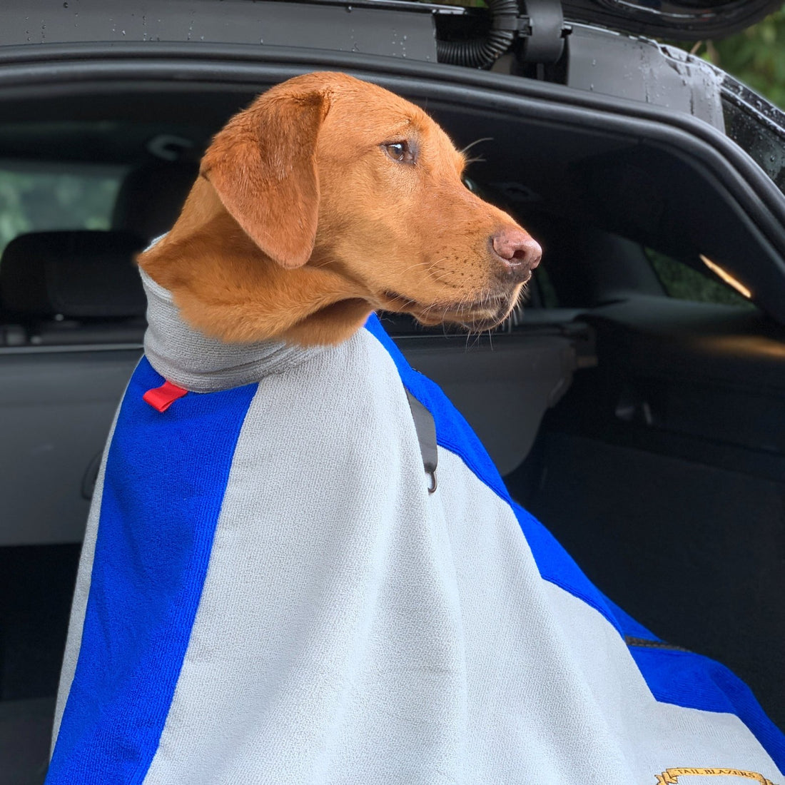 Close up image of a Labrador Retriever dog inside a microfibre towelling bag sitting in the car boot