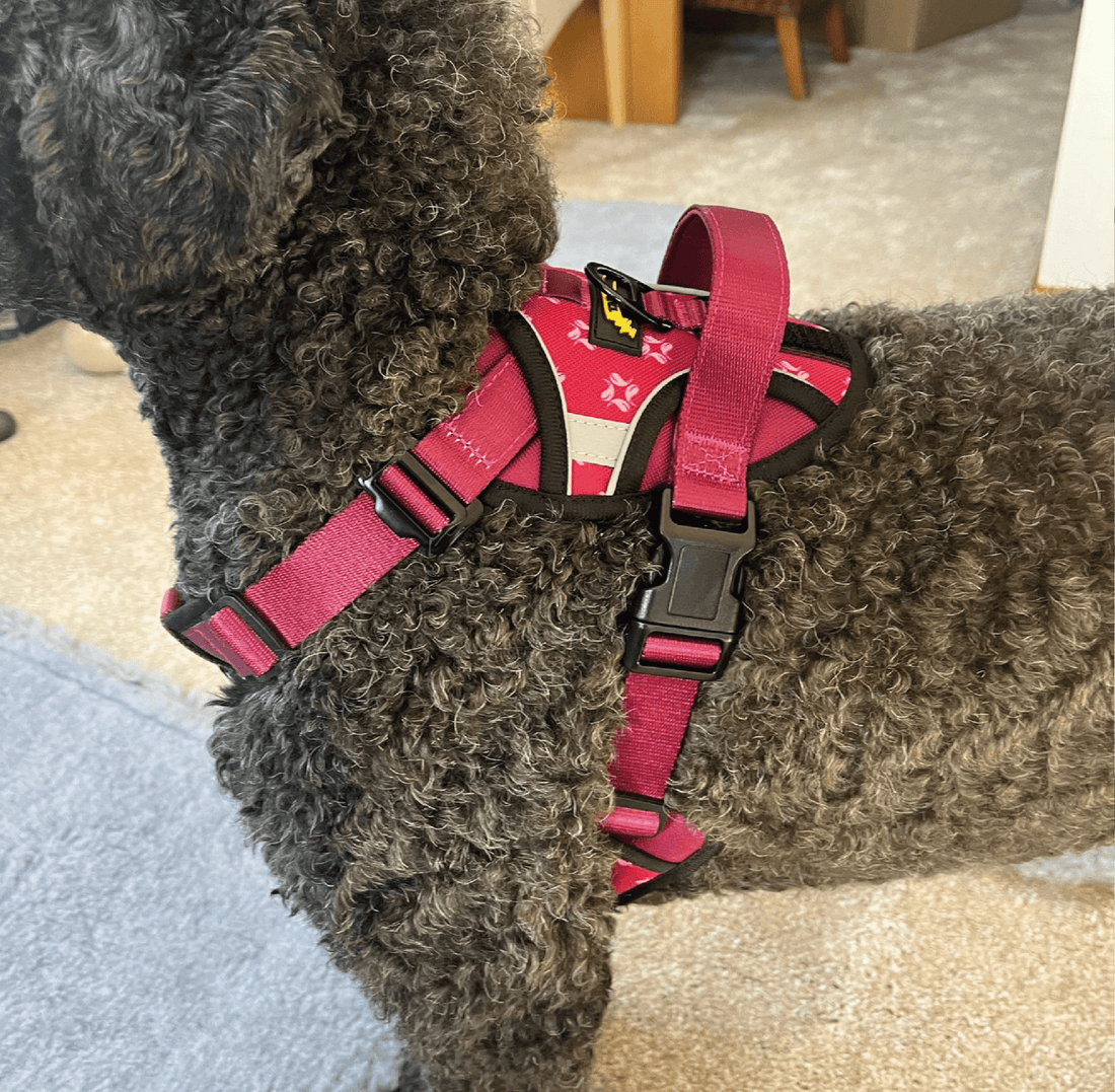 No pull harness demonstrate on a standard Poodle dog side view