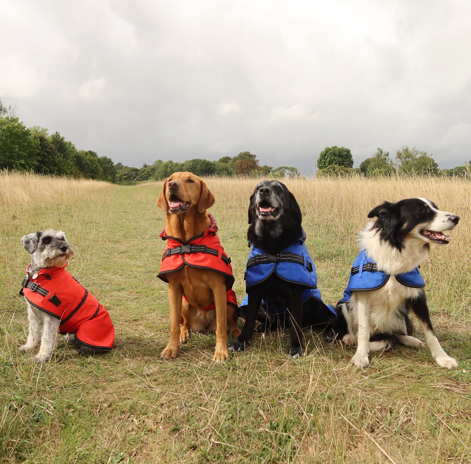 Dogs line up sitting in the field demonstrating the waterproof dog raincoat in four sizes
