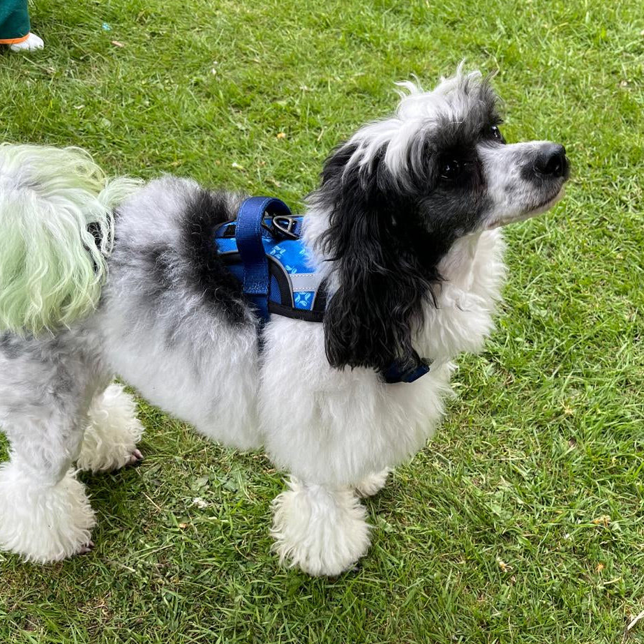 Small black and white dog wearing a blue harness on a grassy field