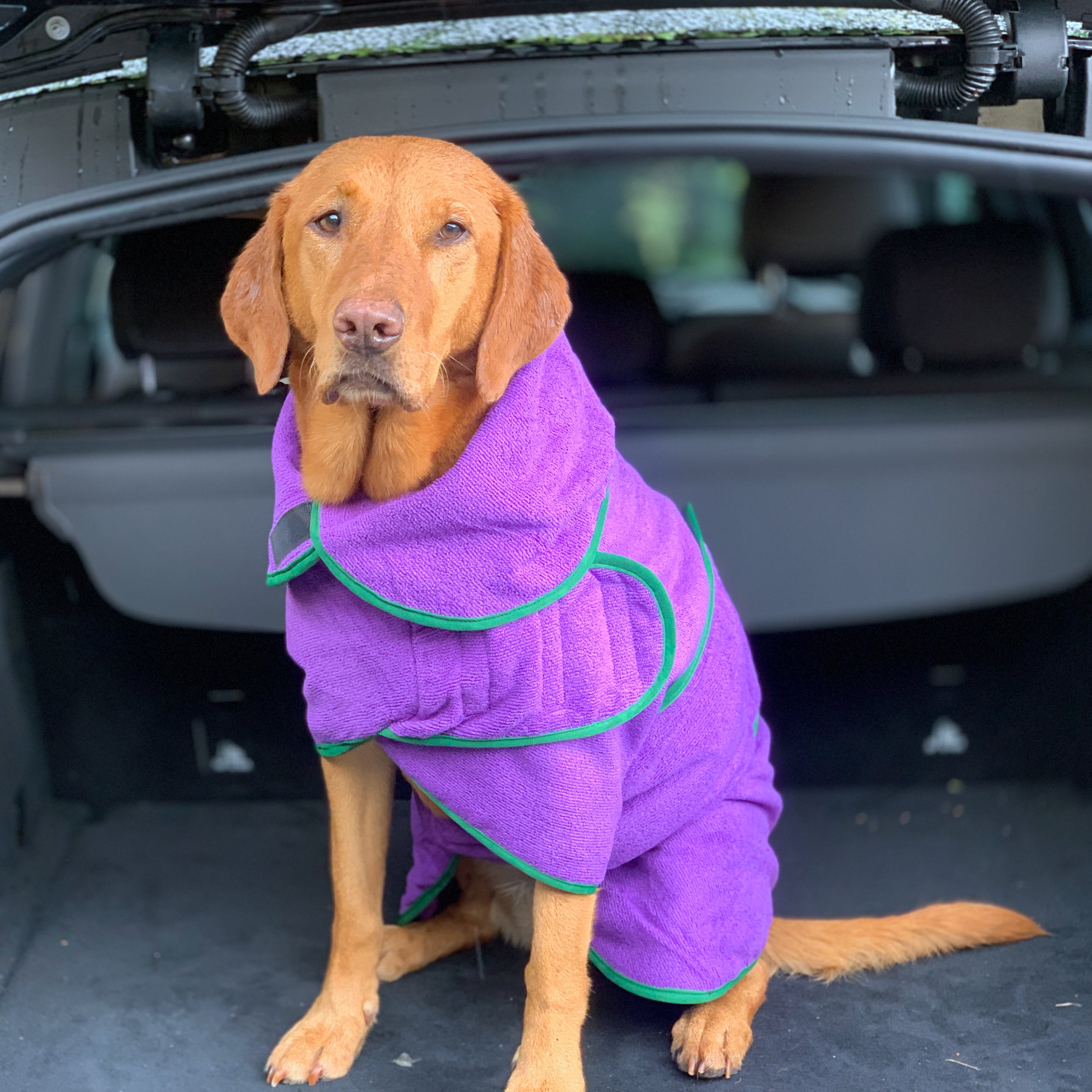 dog drying coat purple1