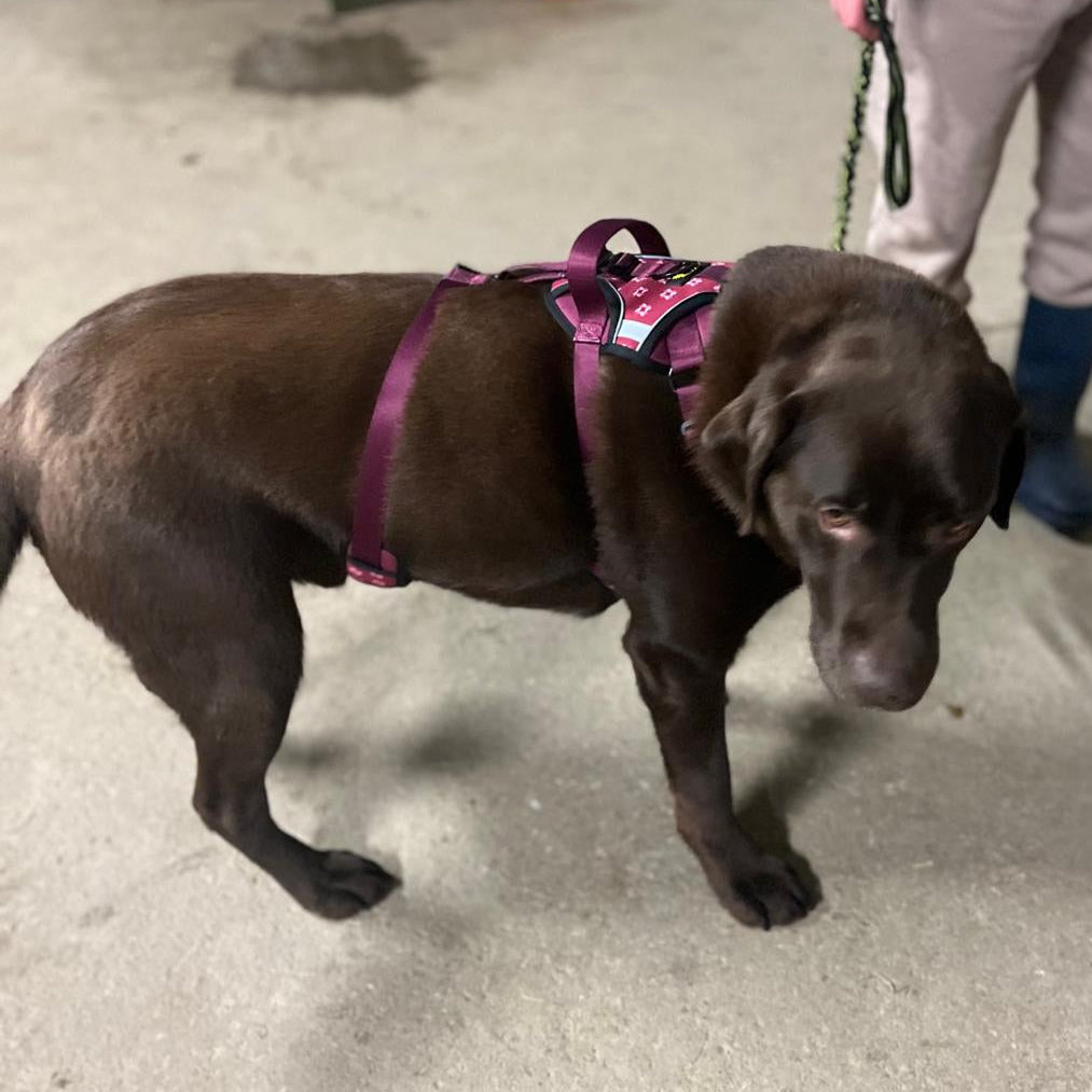 large dog harness escape proof 
