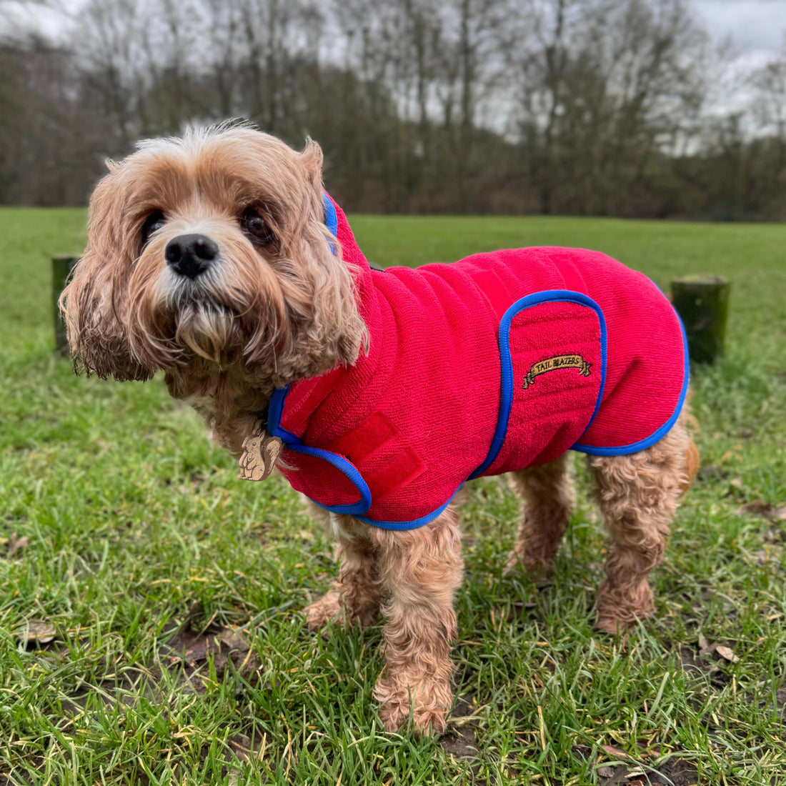 Red dog drying coat on cavapoo
