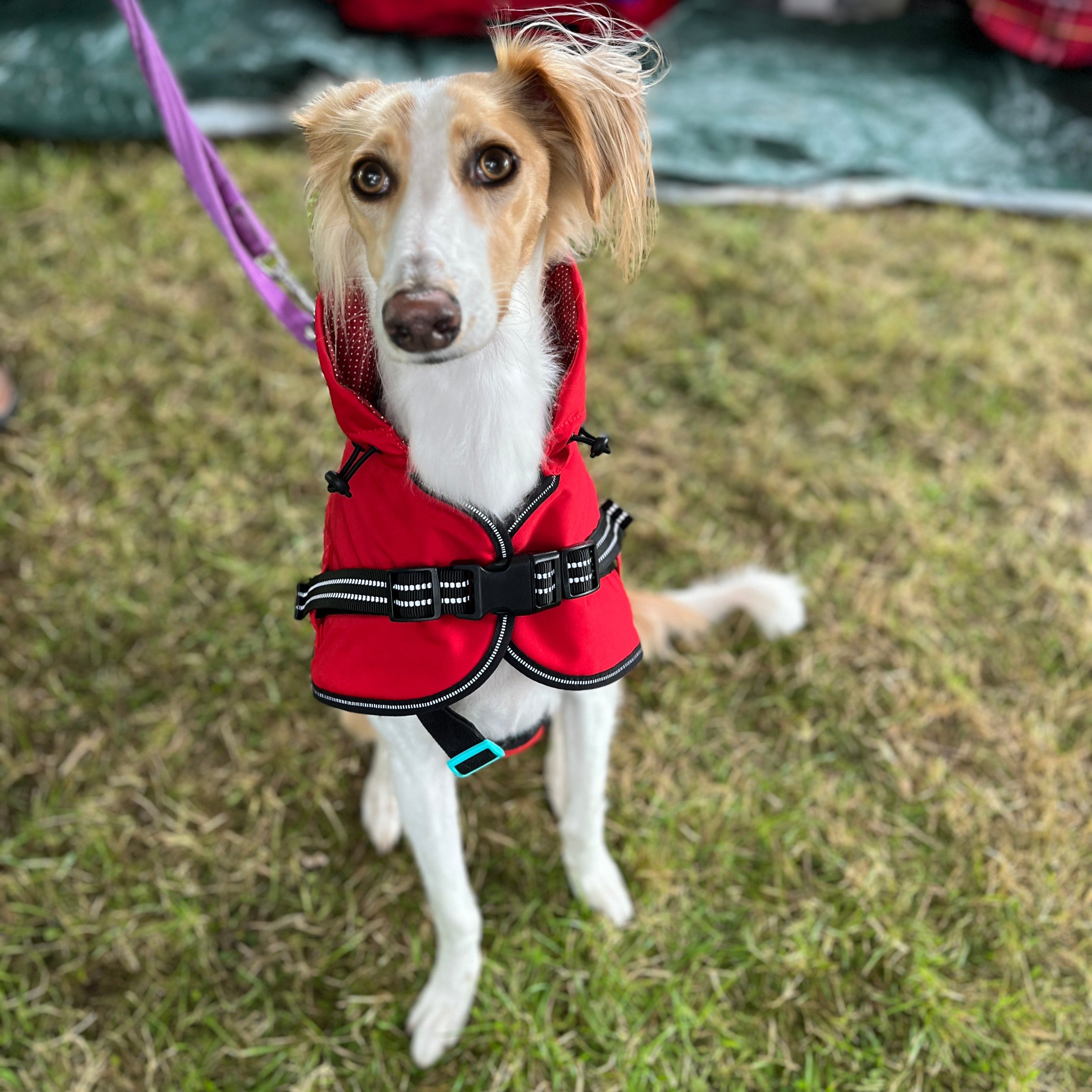 Borzoi with dog jacket 