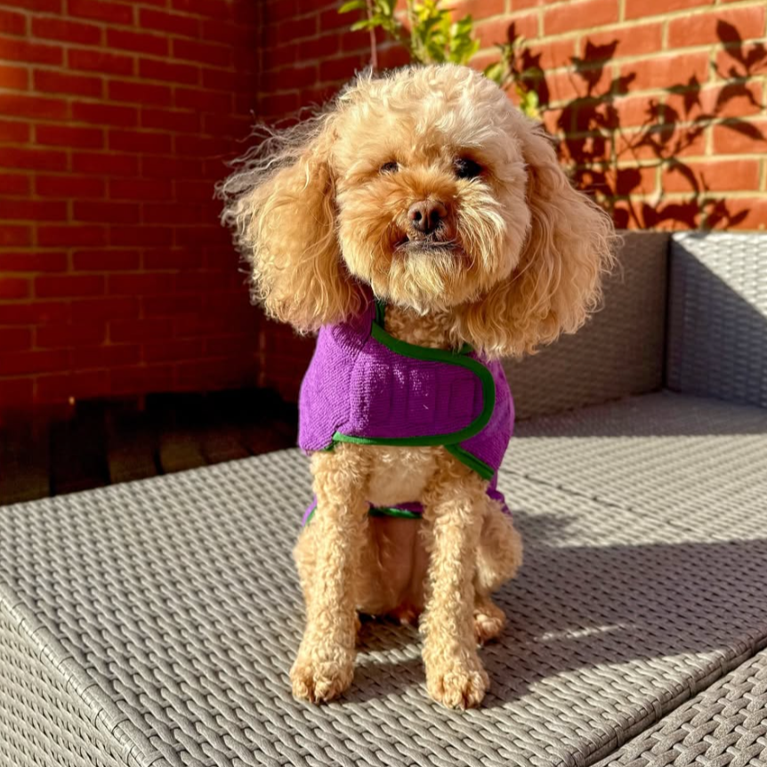 Dog towel coat in purple on poodle