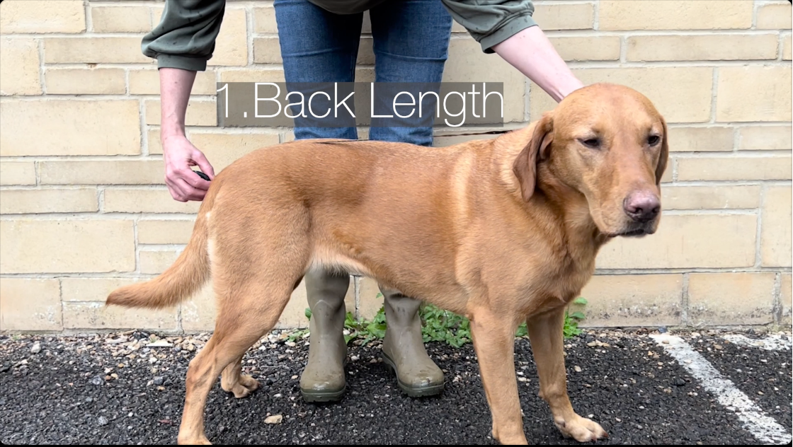 Load video: How to measure a dog for a coat? Tail Blazers high quality dog drying coat, raincoats and harnesses